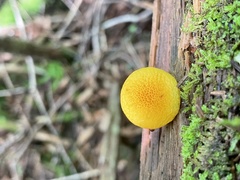 Cyptotrama chrysopepla