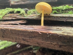 Cyptotrama chrysopepla