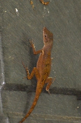 Anolis conspersus