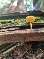 Cyptotrama chrysopepla