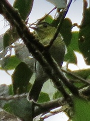 Pachyramphus versicolor