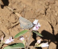 Satyrium californica