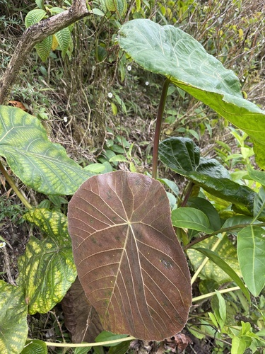 Macaranga mappa