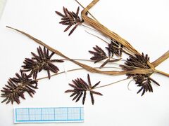 Cyperus orthostachyus