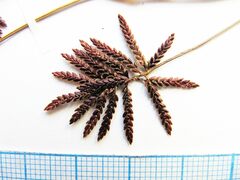 Cyperus orthostachyus