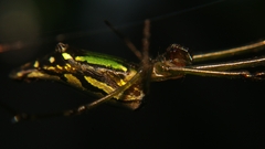 Leucauge decorata