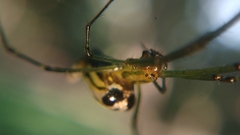 Leucauge decorata