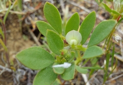 Acmispon denticulatus