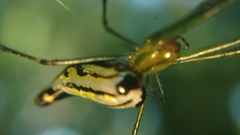 Leucauge decorata