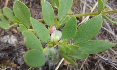 Acmispon denticulatus