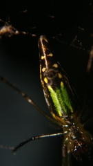 Leucauge decorata