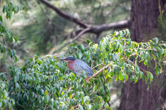 Butorides virescens