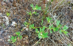 Acmispon denticulatus