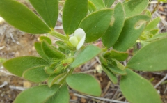 Acmispon denticulatus