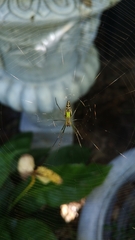 Leucauge decorata