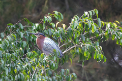 Butorides virescens