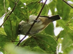 Ixothraupis rufigula