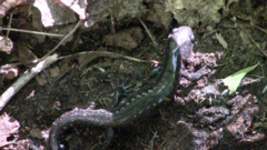 Ambystoma 'unisexual complex'