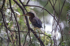 Butorides virescens
