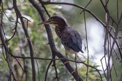 Butorides virescens