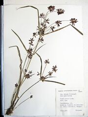 Cyperus orthostachyus