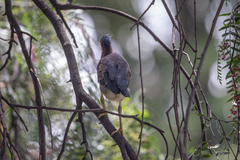 Butorides virescens