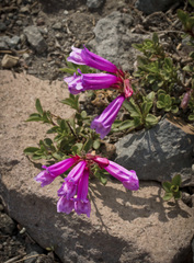 Penstemon rupicola