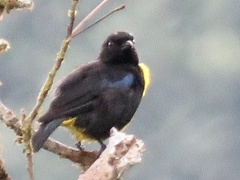 Bangsia melanochlamys