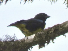 Bangsia melanochlamys