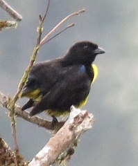 Bangsia melanochlamys