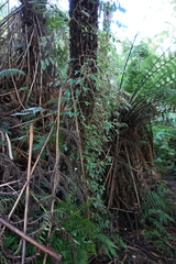 Fieldia australis