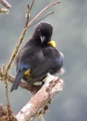 Bangsia melanochlamys