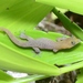 Cayman Least Gecko - Photo (c) Royal Tyler, some rights reserved (CC BY-NC-SA), uploaded by Royal Tyler