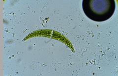 Closterium moniliferum