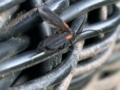 Greenarus thoracicus