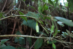Fieldia australis