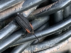 Greenarus thoracicus