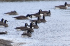 Branta canadensis