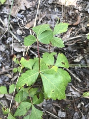 Rhus aromatica aromatica