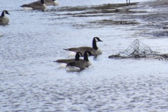 Branta canadensis