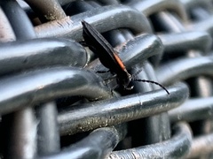 Greenarus thoracicus