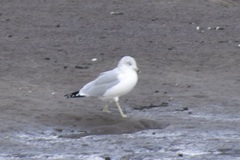 Larus delawarensis