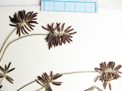 Cyperus orthostachyus