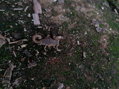 Mesomexovis occidentalis