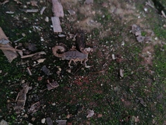 Mesomexovis occidentalis