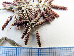 Cyperus orthostachyus