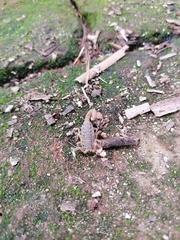 Mesomexovis occidentalis