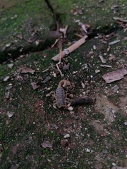 Mesomexovis occidentalis