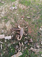 Mesomexovis occidentalis