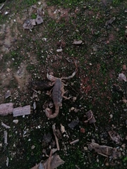 Mesomexovis occidentalis